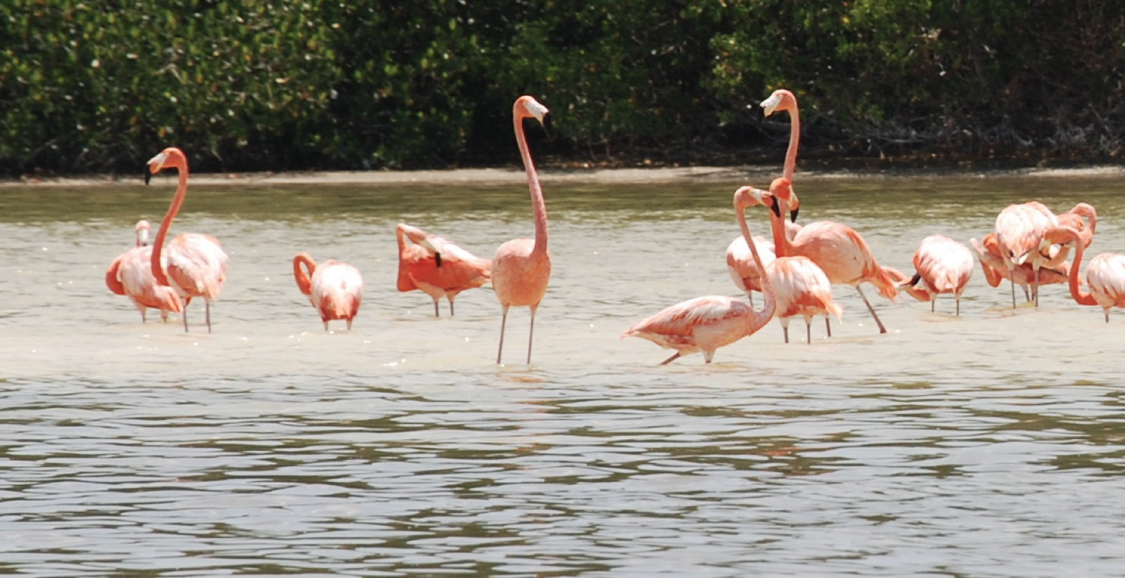 American flamingos in a Yucatán coastal wetland